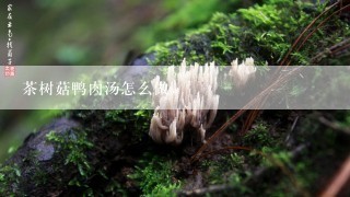 茶树菇鸭肉汤怎么做