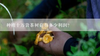 种植十万袋茶树菇有多少利润？