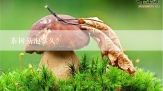 茶树菇泡多久？