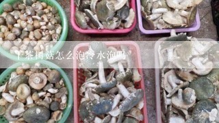 干茶树菇怎么泡冷水泡吗