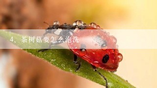 茶树菇要怎么泡洗