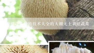 大棚蔬菜种植技术大全的大棚无土栽培蔬菜