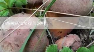 茶树菇需要提前泡吗？