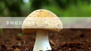 茶树菇长在哪里