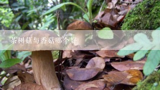 茶树菇与香菇哪个好