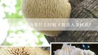 茶树菇炖鸡汤要什么时候才能放入茶树菇？