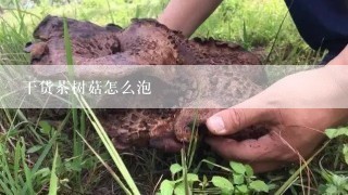 干货茶树菇怎么泡