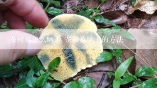 茶树菇怎么晒干 茶树菇晒干的方法