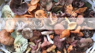 食用蘑菇种类大全