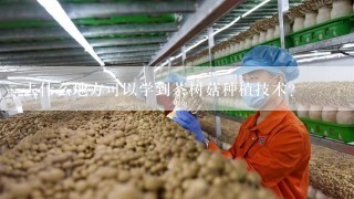 去什么地方可以学到茶树菇种植技术？