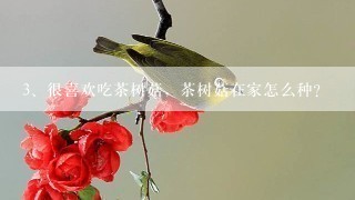 很喜欢吃茶树菇，茶树菇在家怎么种？