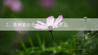 茶树菇长什么样用文字表达