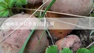 新鲜茶树菇炒蛋白怎么做