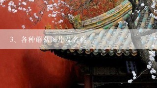 各种蘑菇图片及名称