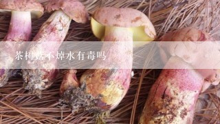 茶树菇不焯水有毒吗