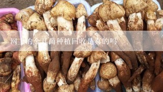 网上的金耳菌种植回收是真的吗