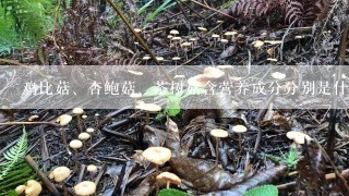 鸡比菇、杏鲍菇、茶树菇含营养成分分别是什么？油炸炸干后会不会破坏其营养？油炸后有苦味是怎么回事？