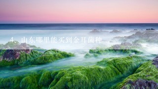 山东哪里能买到金耳菌种