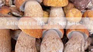 茶树菇的营养价值高，如何栽培茶树菇？