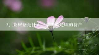 茶树菇是什么，茶树菇是哪的特产