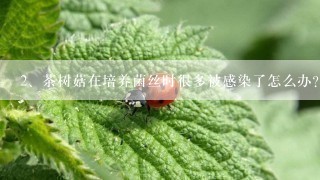 茶树菇在培养菌丝时很多被感染了怎么办？