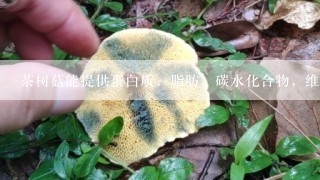 茶树菇能提供蛋白质，脂肪，碳水化合物，维生素，矿质元素及其他生理活性物质。()