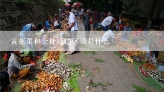 黄花菜和金针菇的区别是什么？