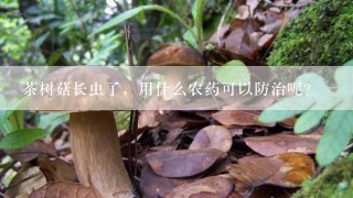 茶树菇长虫了，用什么农药可以防治呢？