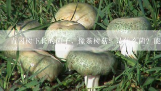 青冈树下长的菌子，像茶树菇，是什么菌？能吃吗？