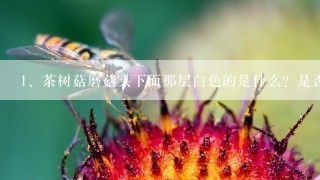 茶树菇磨菇头下面那层白色的是什么？是否能吃？