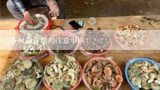 茶树菇管理和注意事项？？？