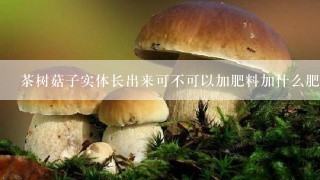 茶树菇子实体长出来可不可以加肥料加什么肥料