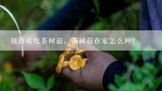 很喜欢吃茶树菇，茶树菇在家怎么种？