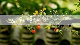 哪里有茶树菇卖呀