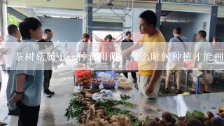 茶树菇属于一种食用菌，什么时候种植才能拥有高产量