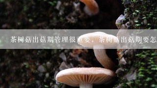 茶树菇出菇期管理很重要，茶树菇出菇期要怎么管理？