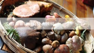 六榕菇茶树菇有什么区别