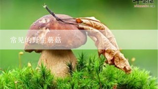 常见的野生蘑菇