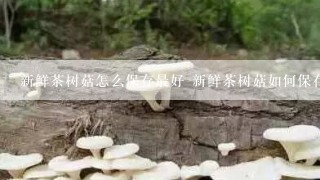 新鲜茶树菇怎么保存最好 新鲜茶树菇如何保存最好