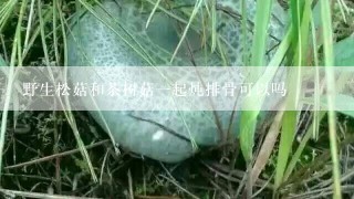 野生松菇和茶树菇一起炖排骨可以吗