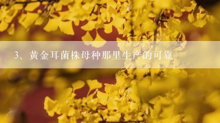 黄金耳菌株母种那里生产的可靠