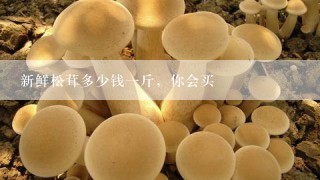 新鲜松茸多少钱一斤，你会买