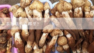 茶树菇长在哪里？