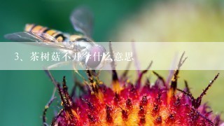 茶树菇不开伞什么意思