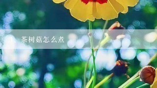 茶树菇怎么煮