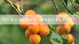 很喜欢吃茶树菇，茶树菇在家怎么种？