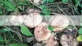 茶树菇行情如何？