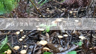 给孩子煲汤用干茶树菇煲什么汤好喝