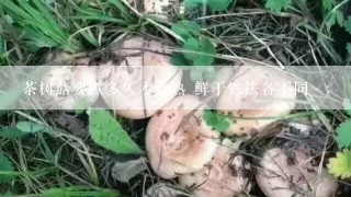 茶树菇要煮多久才会熟 鲜干煮法各不同