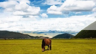 茶树菇为什么泡出来有香味